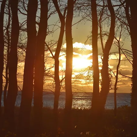 Labrador * Тиссов